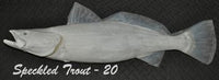 Speckled Trout 20 -- 30 x 16