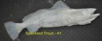 Speckled Trout 41 -- 29 x 14 1/2
