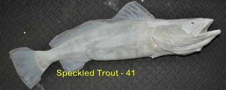 Speckled Trout 41 -- 29 x 14 1/2