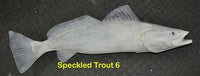 Speckled Trout 6 -- 24 1/2 x 11
