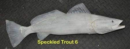Speckled Trout 6 -- 24 1/2 x 11