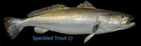 Speckled Trout 27 -- 30 x 17