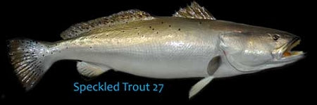 Speckled Trout 27 -- 30 x 17