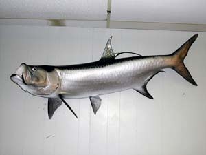 tarpen 28 Tarpon 3 -- 65 x 28